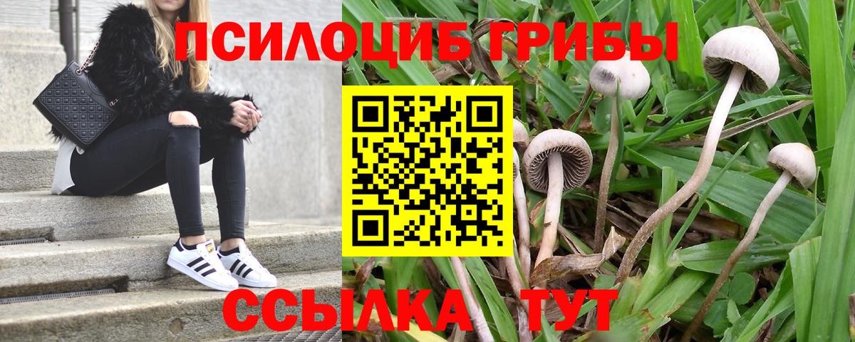 Кизляр  Псилоцибиновые грибы Psilocybine cubensis  Вход с VPN 